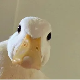 Ducky's Profile Picture